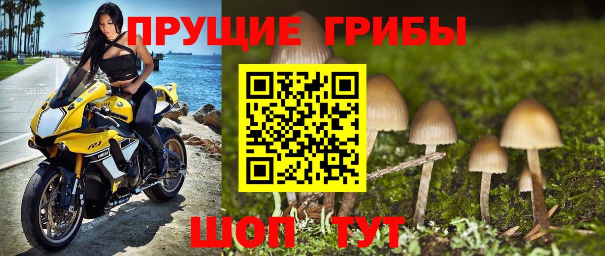 Галлюциногенные грибы Psilocybe Железноводск